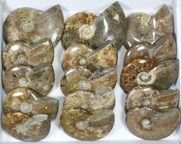 Lot: to Polished Ammonite Fossils - Pieces #82657